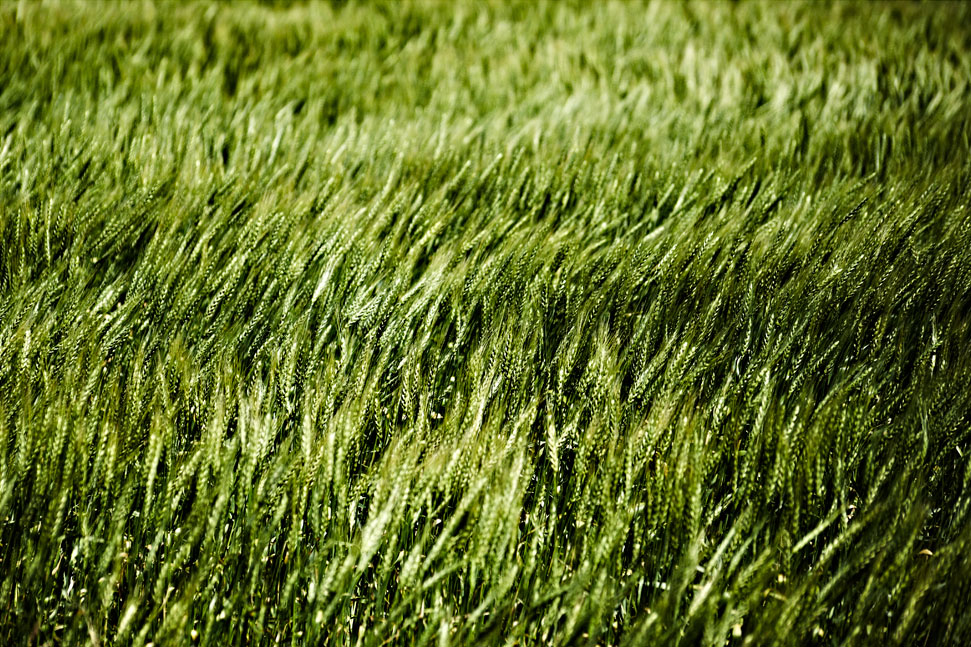 Grass II