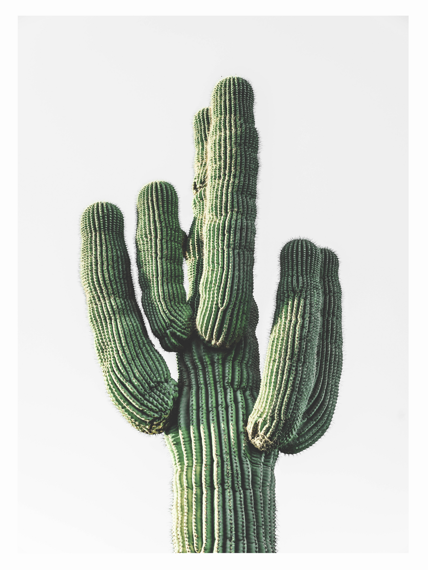 Le Cactus