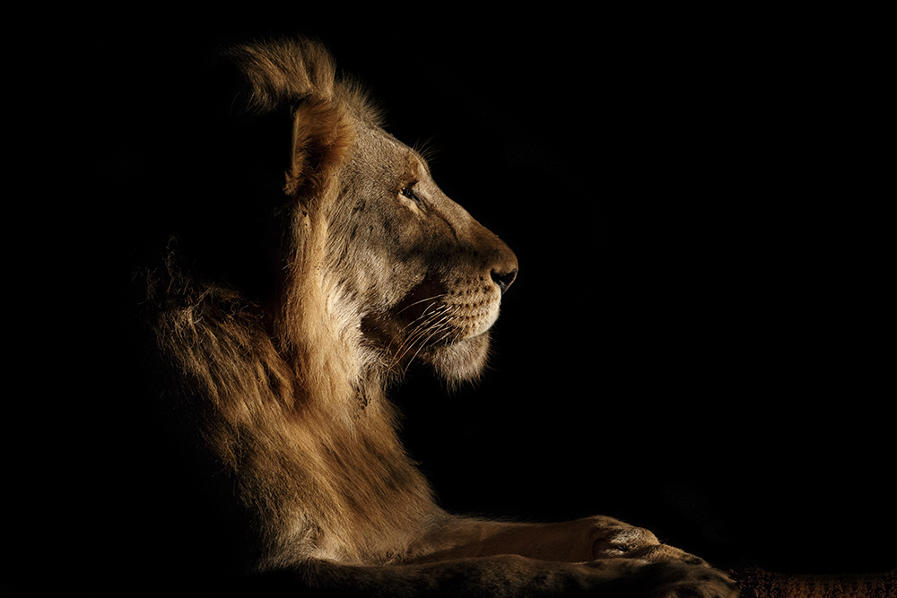 Royal Meeting in the Night