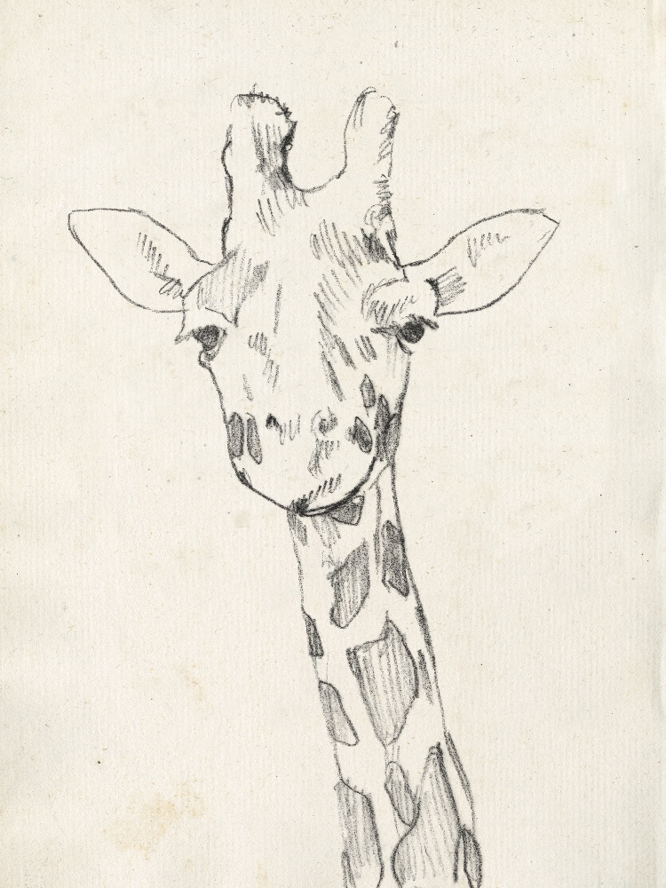 Giraffe Portrait II