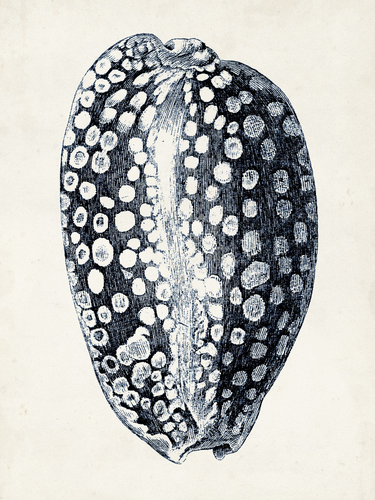 Coastal Collection in Indigo III