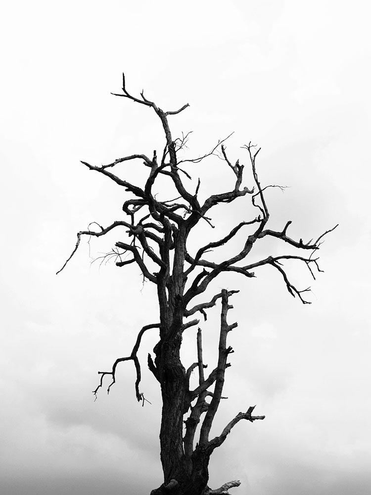 Dead tree